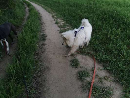 Hundegeschirr, das nicht verrutscht-Beitrag-Bild