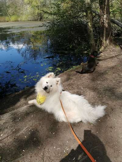 Tierschutzhunde suchen ein Zuhause-Beitrag-Bild