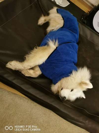 Hund läuft mir nach!-Beitrag-Bild