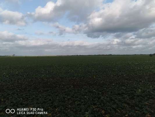 Samojede-Beitrag-Bild