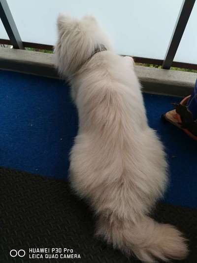 Schattenseiten der Hundehaltung-Beitrag-Bild