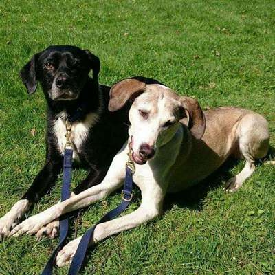 Unsere Fellnasen im Regenbogenland-Beitrag-Bild