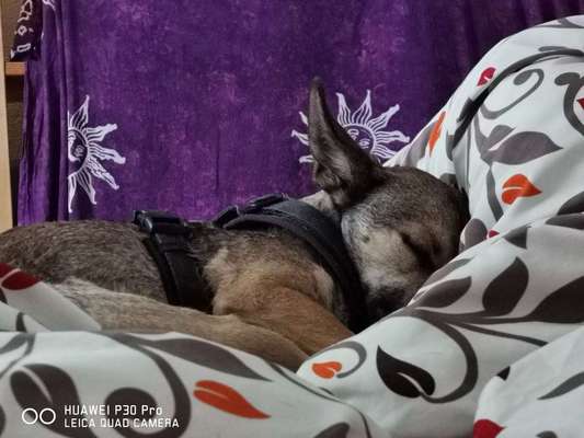 Darf der Hund bei Euch im Bett schlafen?-Beitrag-Bild