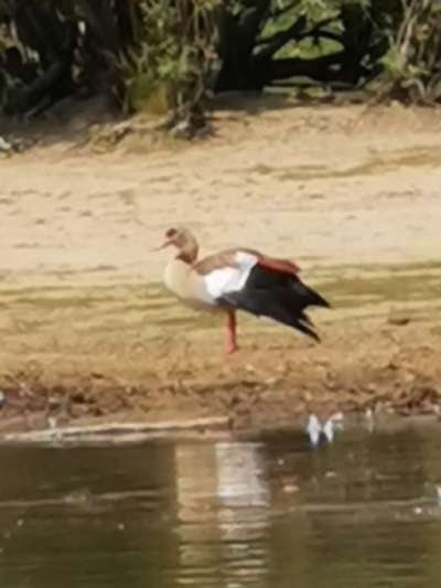 Die wunderschöne Welt mit Hund.-Beitrag-Bild