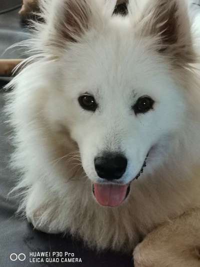 Tierschutzhunde suchen ein Zuhause-Beitrag-Bild