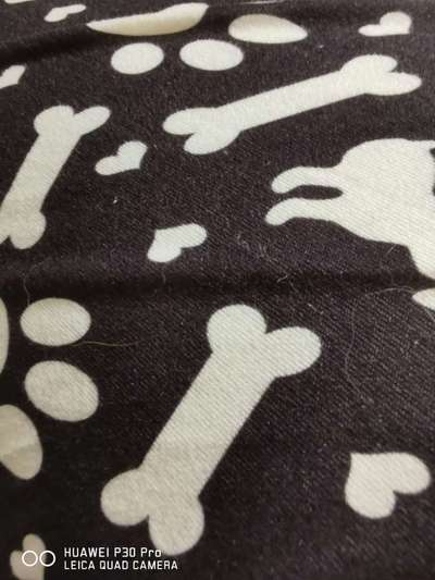 Schick machen zum Gassi gehen?-Beitrag-Bild