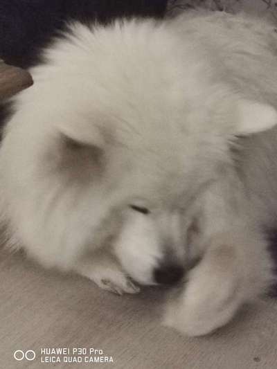 Samojede-Beitrag-Bild