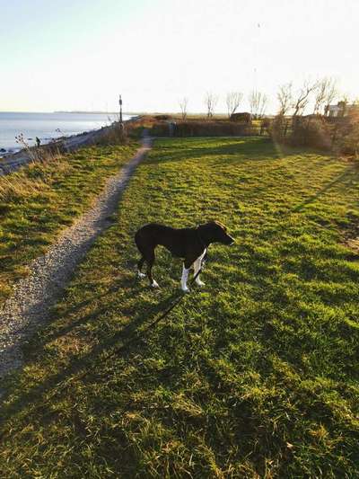 Silvester mit Angsthund-Beitrag-Bild