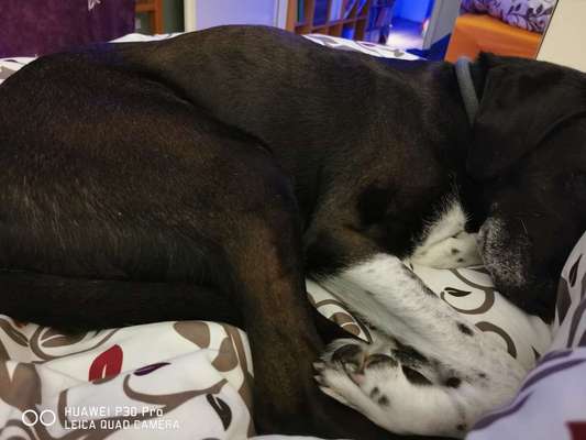 Darf der Hund bei Euch im Bett schlafen?-Beitrag-Bild
