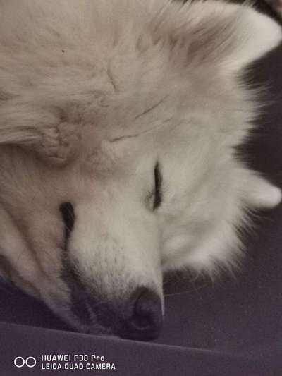 Tierschutzhunde suchen ein Zuhause-Beitrag-Bild