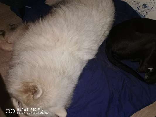 Samojede-Beitrag-Bild