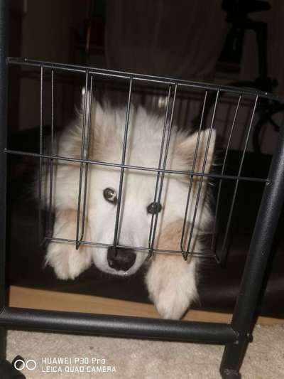 Tierschutzhunde suchen ein Zuhause-Beitrag-Bild