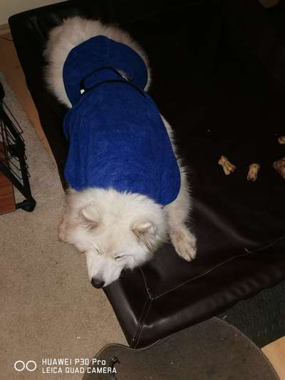 Samojede-Beitrag-Bild