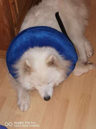 Samojede-Beitrag-Bild