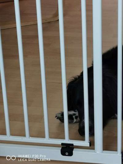Kamingitter/ Treppenschutzgitter Hunde im Haus begrenzen-Beitrag-Bild