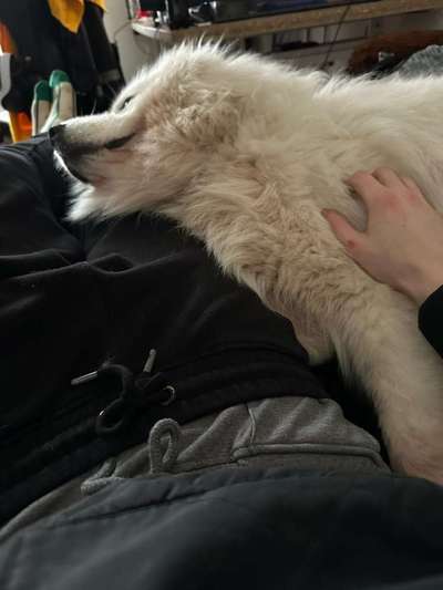 Samojede-Beitrag-Bild