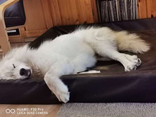 Samojede-Beitrag-Bild