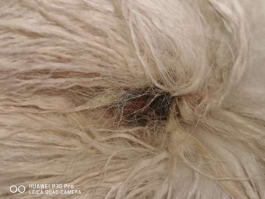 Samojede-Beitrag-Bild