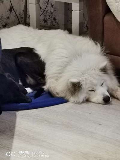 Samojede-Beitrag-Bild