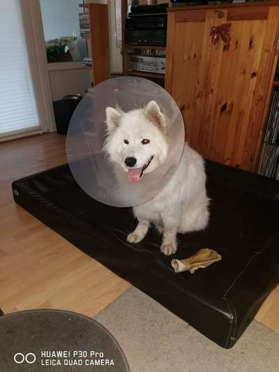 Samojede-Beitrag-Bild