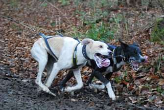 Wie seit ihr zu euerem ersten Hund gekommen?-Beitrag-Bild