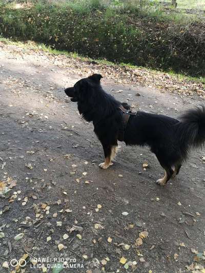 Samojede-Beitrag-Bild