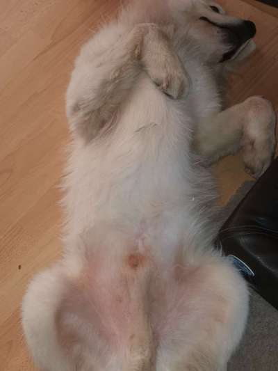 Samojede-Beitrag-Bild