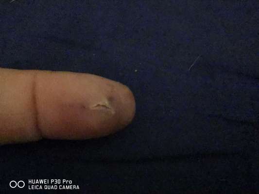 Schattenseiten der Hundehaltung-Beitrag-Bild