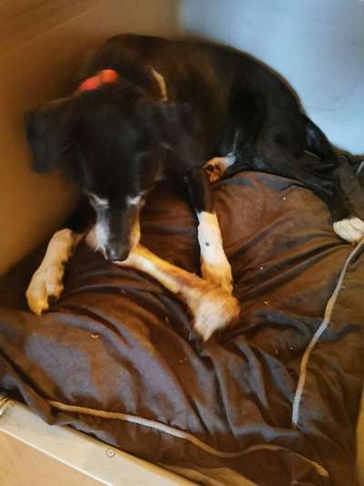 euer ältester Hund ?-Beitrag-Bild