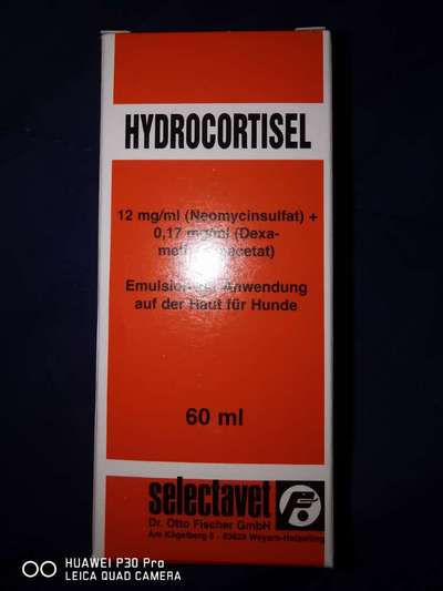 Samojede-Beitrag-Bild