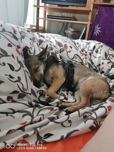 Großer oder kleiner Hund ?-Beitrag-Bild