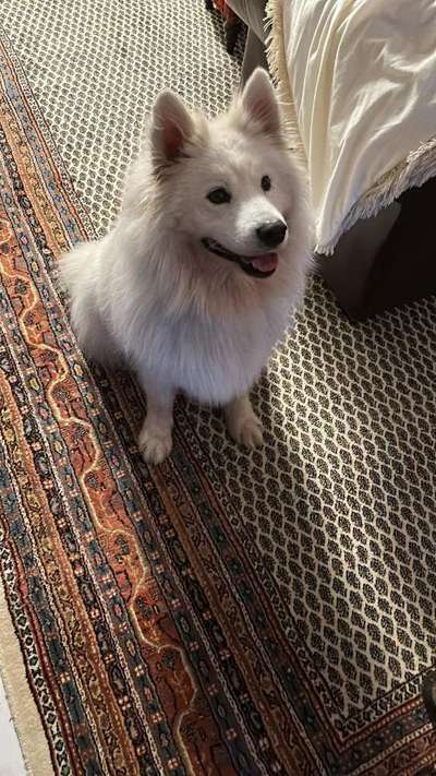 Samojede-Beitrag-Bild