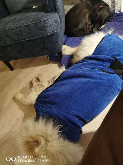 Samojede-Beitrag-Bild