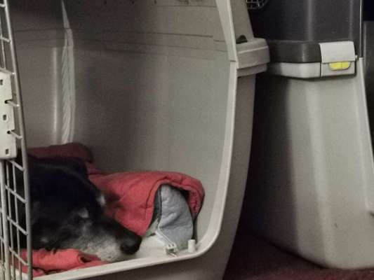 Erfahrung mit älteren Hunden-Beitrag-Bild