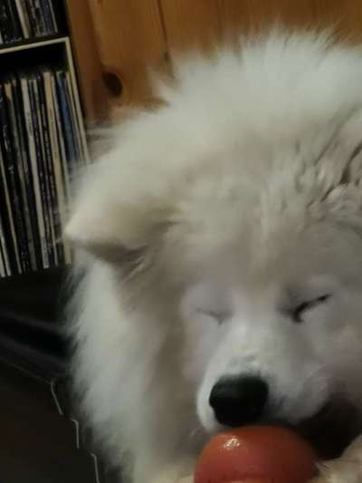 Schattenseiten der Hundehaltung-Beitrag-Bild