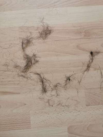 Zeig mir, dass du mit einem hund zusammenlebst....-Beitrag-Bild