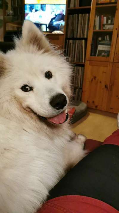 Tierschutzhunde suchen ein Zuhause-Beitrag-Bild