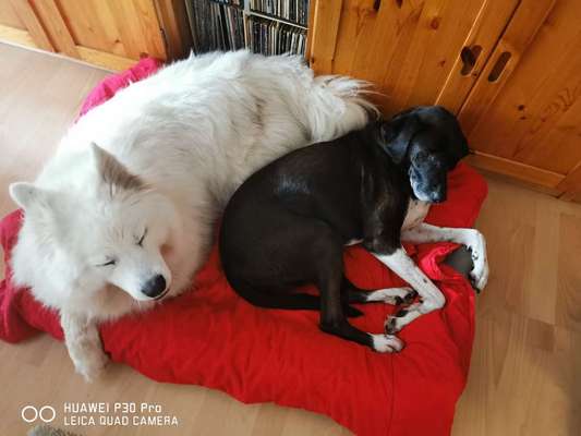 Zweiter Hund zieht ein🐶-Beitrag-Bild