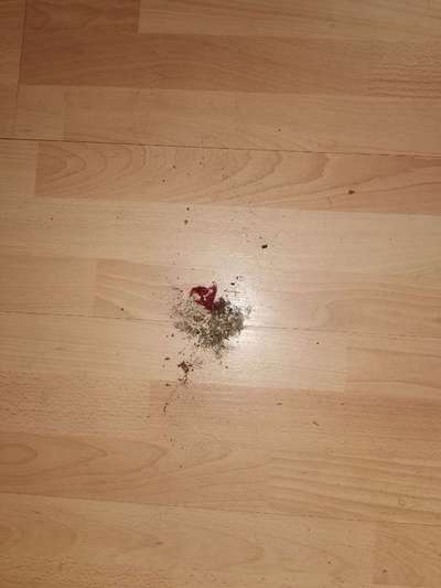 Schattenseiten der Hundehaltung-Beitrag-Bild