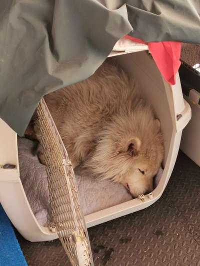 Kennel Empfehlung-Beitrag-Bild