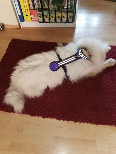 Hundegeschirr, das nicht verrutscht-Beitrag-Bild