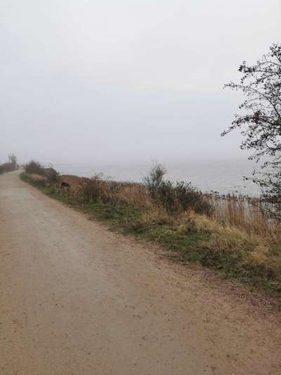 Silvester - Wann Gassi?-Beitrag-Bild