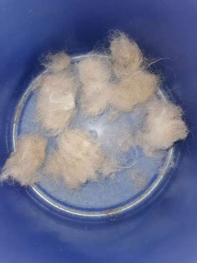 Schattenseiten der Hundehaltung-Beitrag-Bild