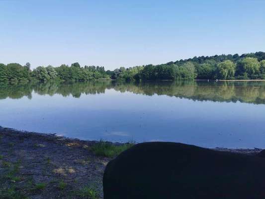 Radfahren mit Hund-Beitrag-Bild