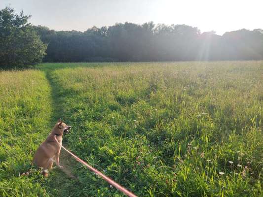 Hundetreffen-Spiel/Spazierunde🐕-Bild