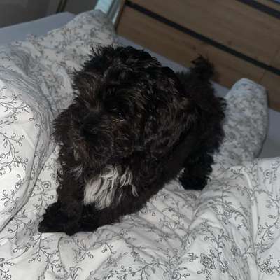 Hundetreffen-Maltipo sucht Spielgefährten-Bild