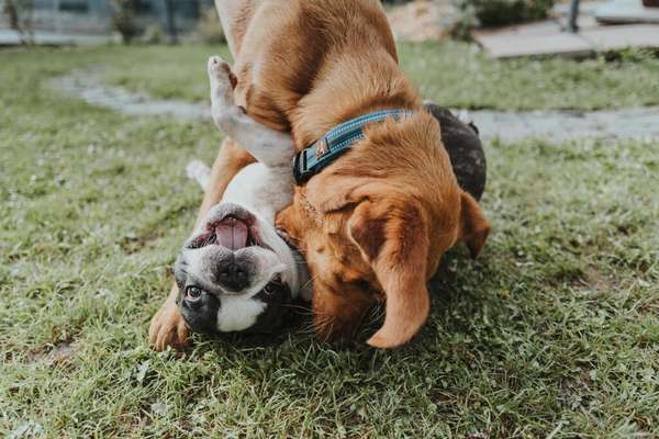 Die Dogorama Wochen Challenge-Beitrag-Bild