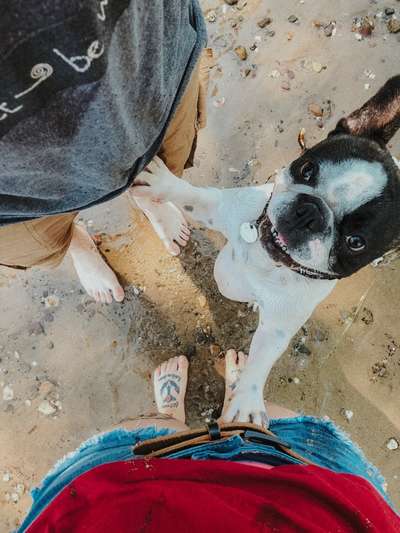 Die Dogorama Wochen Challenge: “Dein Hund im Urlaub”-Beitrag-Bild