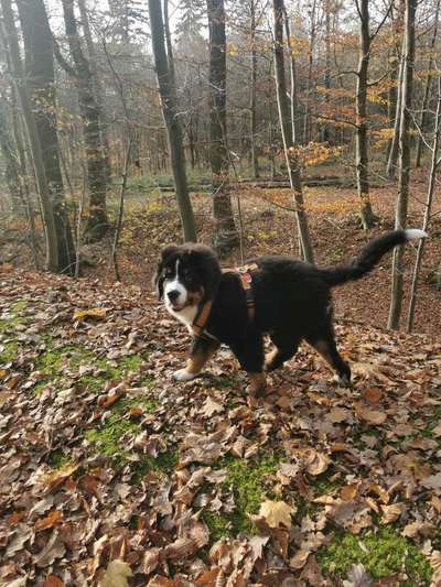 Hundetreffen-Bella auf der Suche nach Spielgefährten-Bild