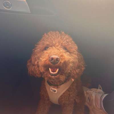 Hundetreffen-Play dates oder gemeinsame Gassi Runden :)-Bild